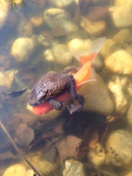 Frosch reitet Goldfisch