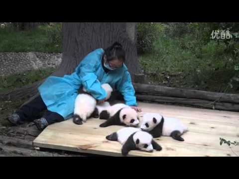 Cuddling panda babies