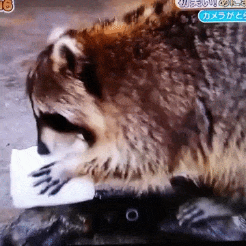 When a raccoon washes cotton candy