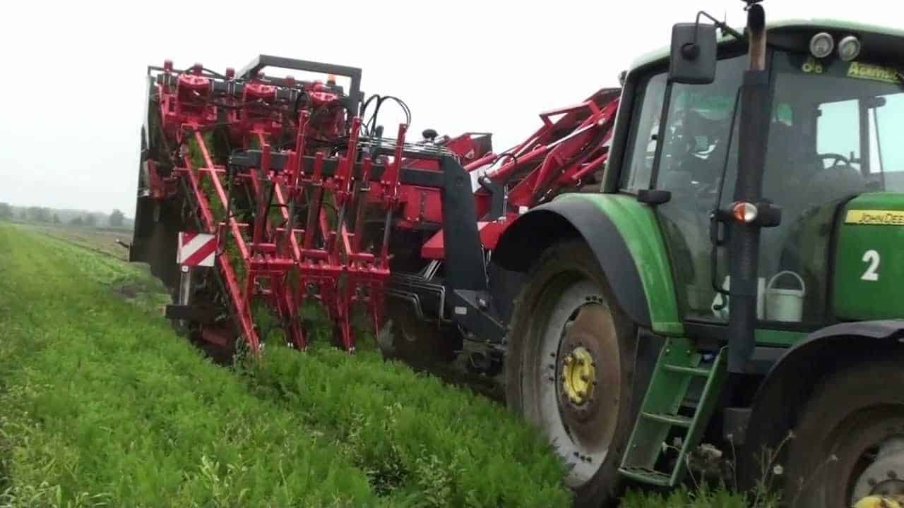 Wie heute Karotten geerntet werden
