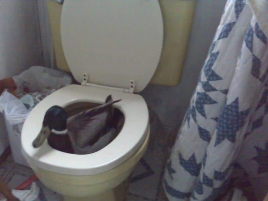 Toilet duck real-life