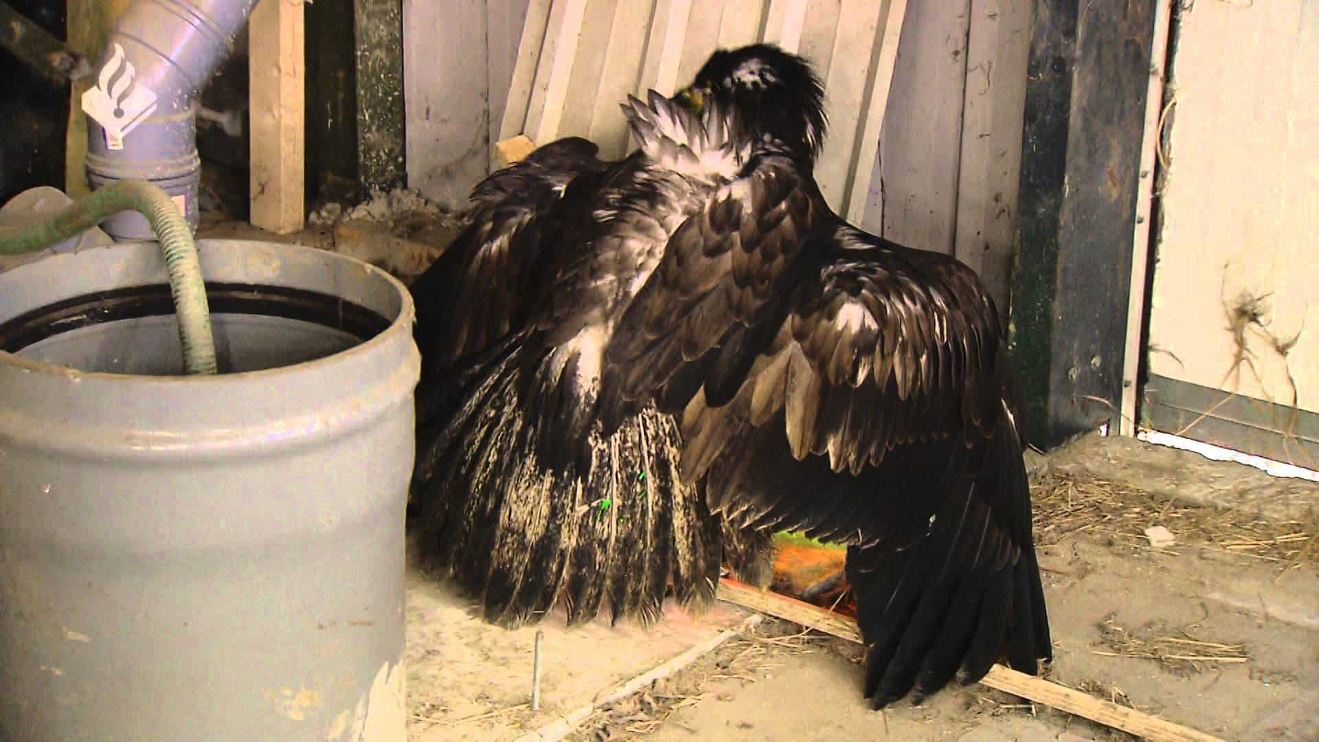 Adler, trainiert um Drohnen vom Himmel zu holen
