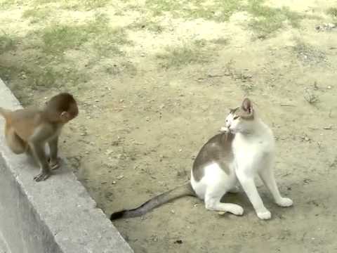 affen baby neckt katze