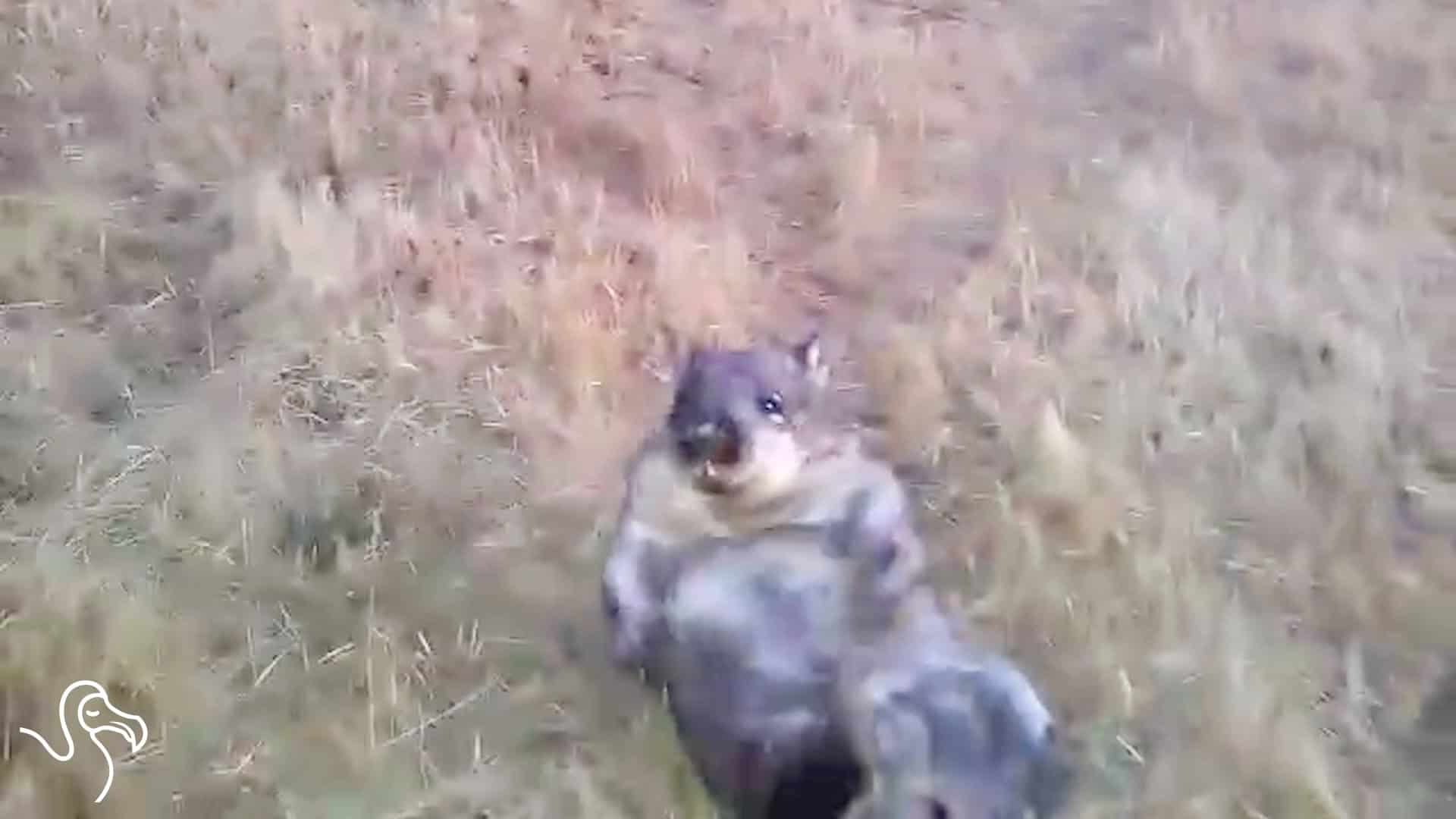 Boof the Wombat