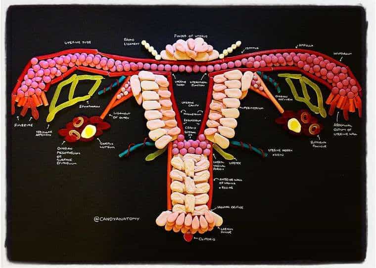 Anatomie aus Süssigkeiten