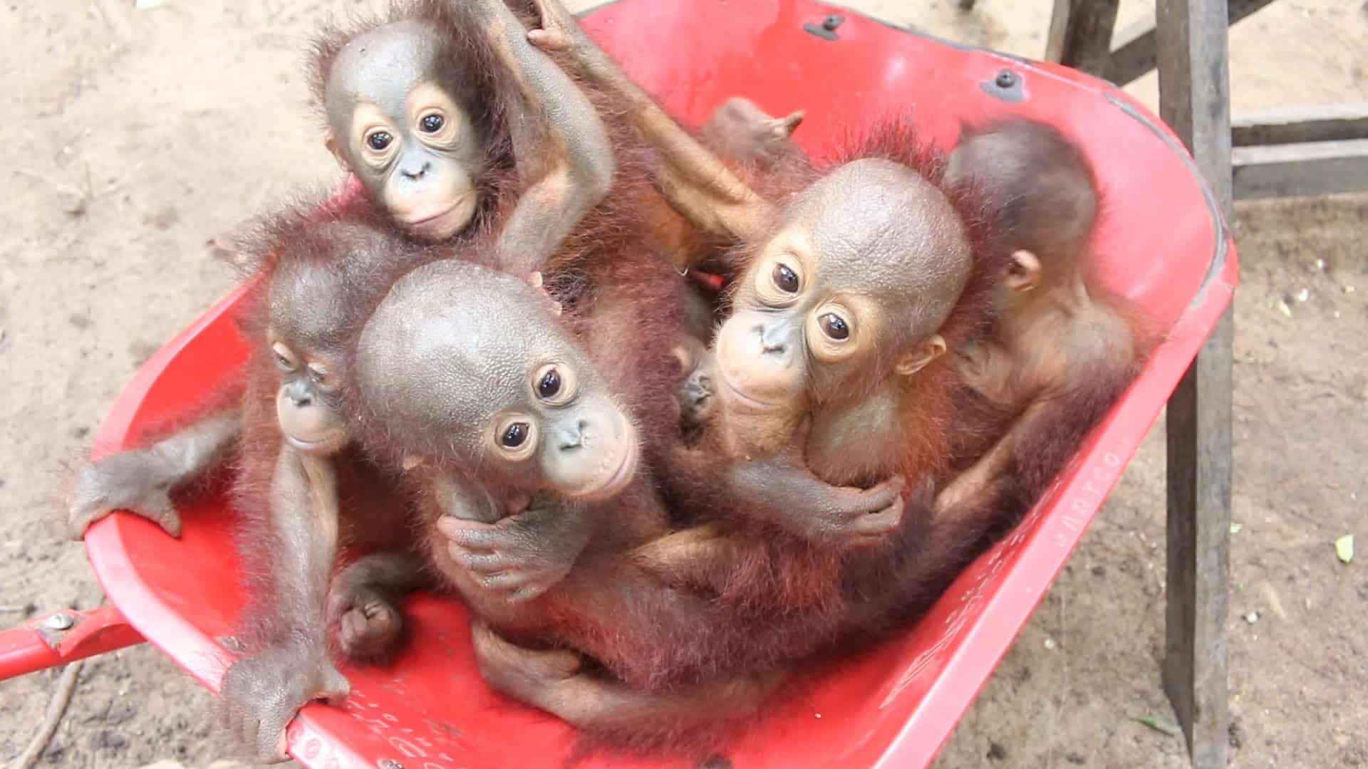 Der Orang-Utan Kindergarten