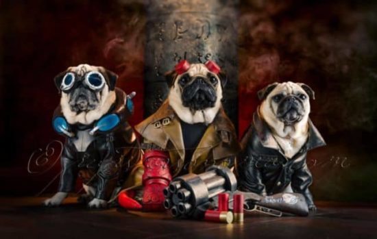 Hellpugs: Wenn Möpse Hellboy treffen