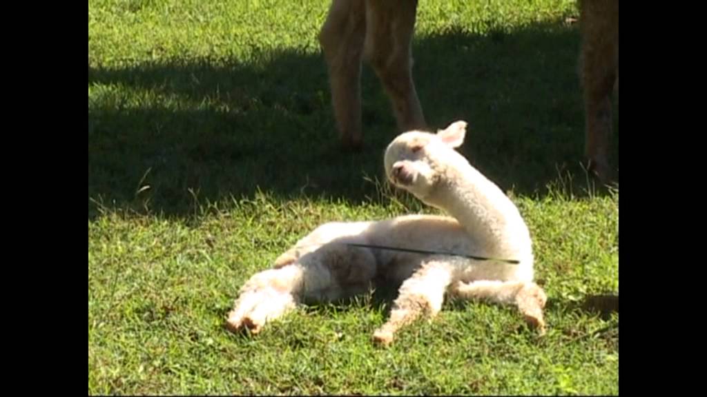 Junges Alpaca kämpft gegen die Müdigkeit