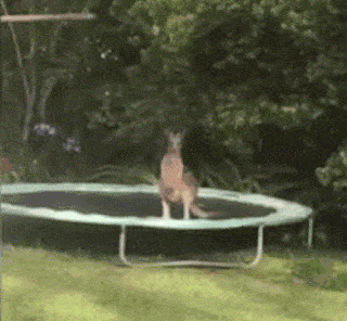Kangoeroe op de trampoline