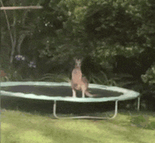 Känguru auf dem Trampolin