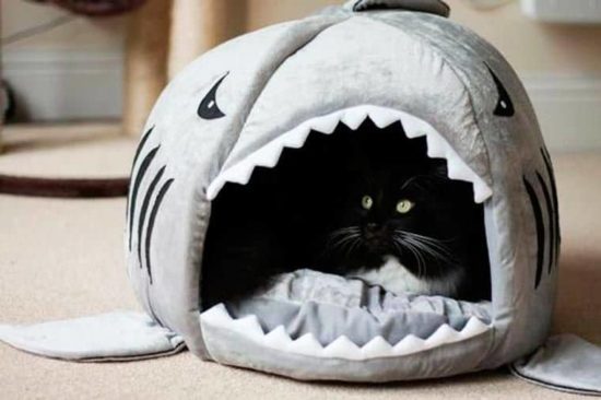 Caverna de tubarão para gatos