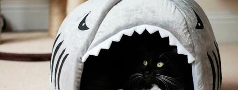 Shark cave for cats