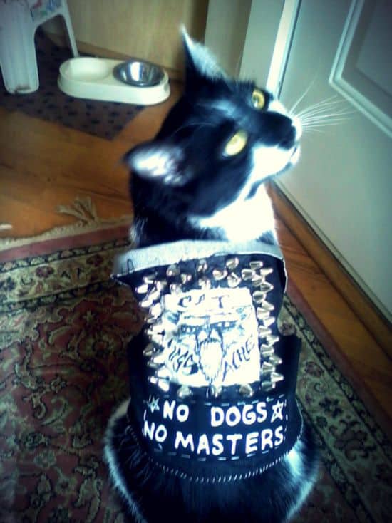 Kočky v punkrockových a kovových vestách