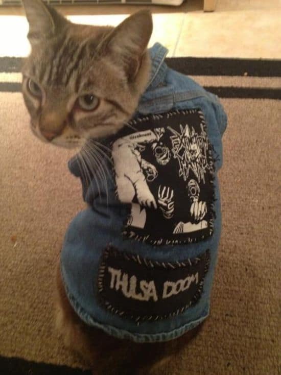 Katzen in Punk-Rock- und Metal-Westen