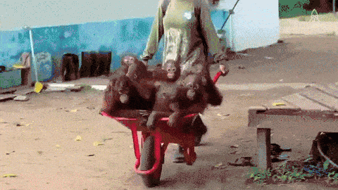 De orang-oetan-kleuterschool