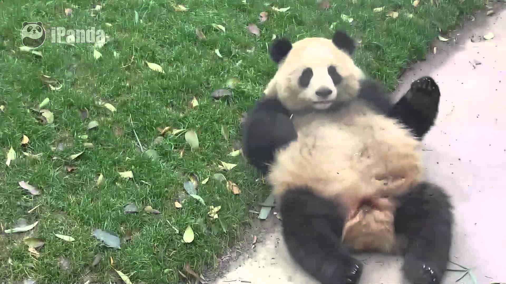 Panda schlägt Purzelbäume