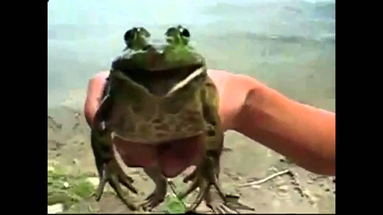 Play melodies on a toad yourself
