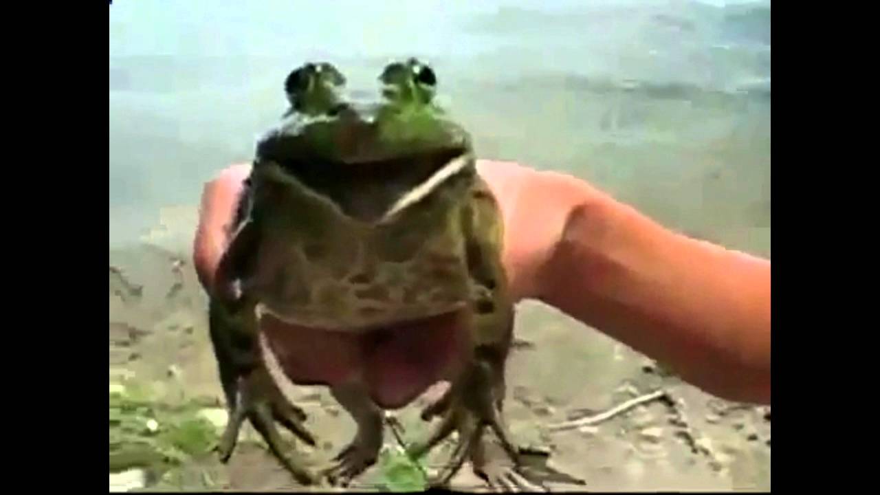 Selbst Melodien auf einer Kröte spielen
