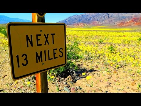 Super Bloom: When the Desert Blooms - Regn i Death Valley
