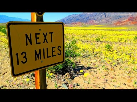 Super Bloom: Wenn die Wüste blüht – Regen im Death Valley