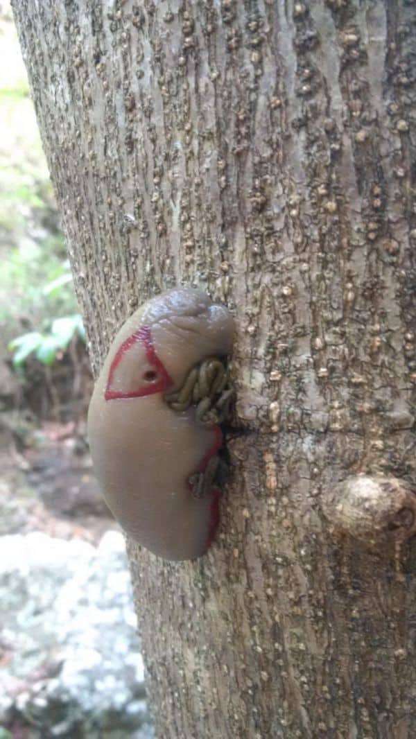 Was ist das für eine Kreatur?