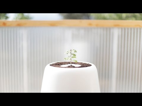 Bios Incube: Urne kann aus den Überresten einen Baum wachsen lassen