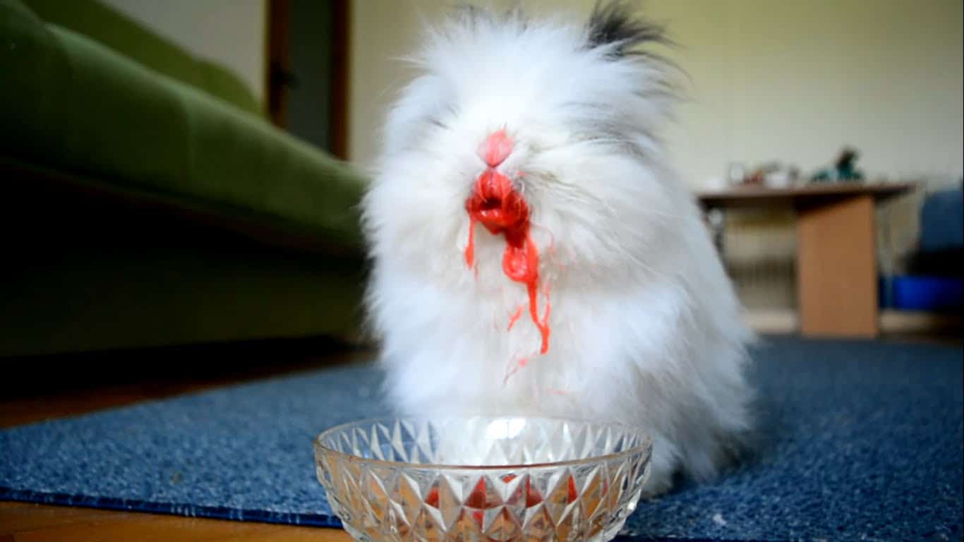 Erschreckend! Fluffy Bunny frisst Fleisch!