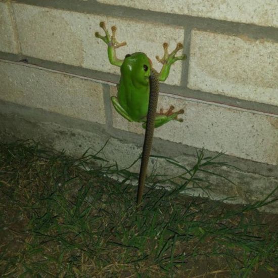 Frosch frisst Schlange