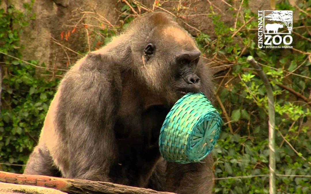 Gorillas on an Easter egg hunt