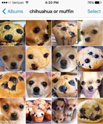 Hund oder Snack?