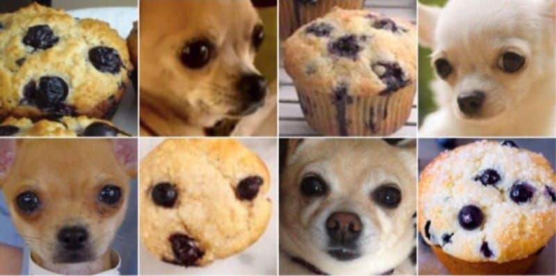 Hund oder Snack?
