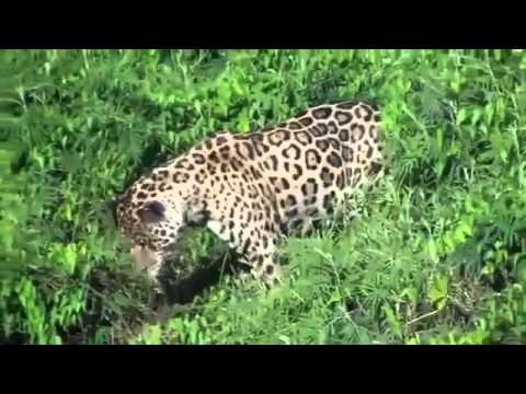 Jaguar attacks crocodile in the river