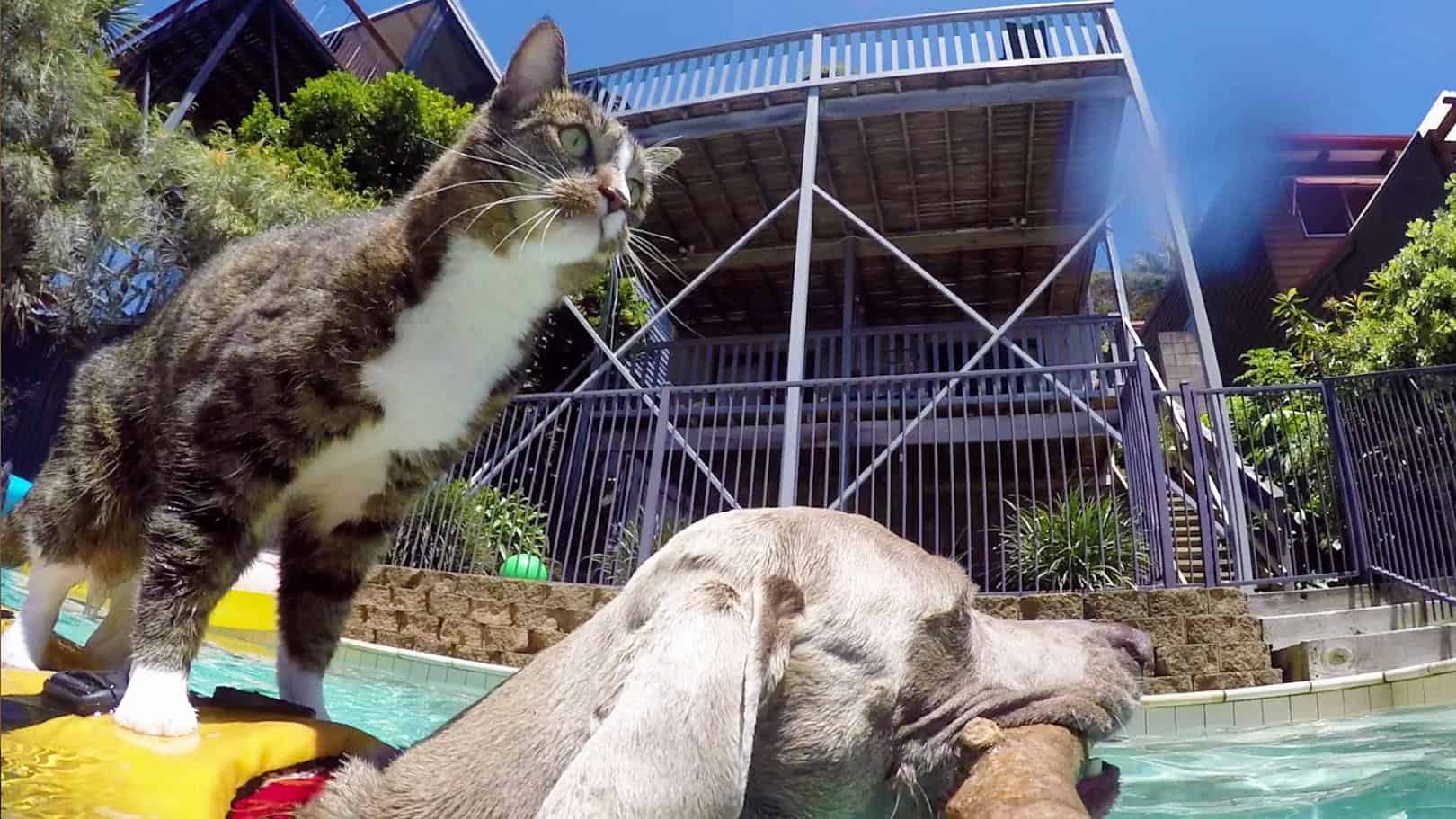 Katze surft auf einem Hund