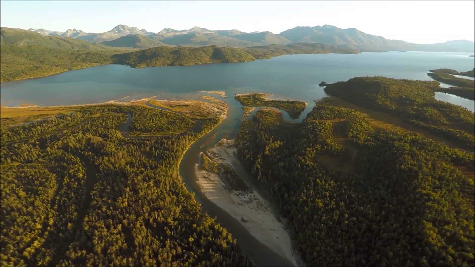 Salmon migration to death filmed with the drone from above