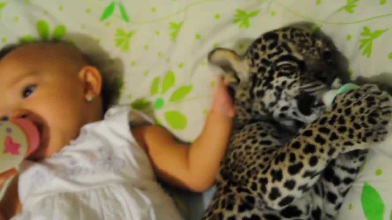 Menschliches Baby und Jaguar Baby gemeinsam beim Frühstück