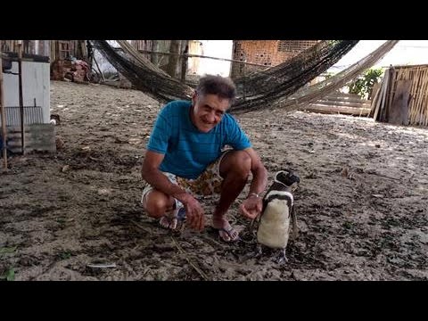 pinguin schwimmt jedes jahr uebe