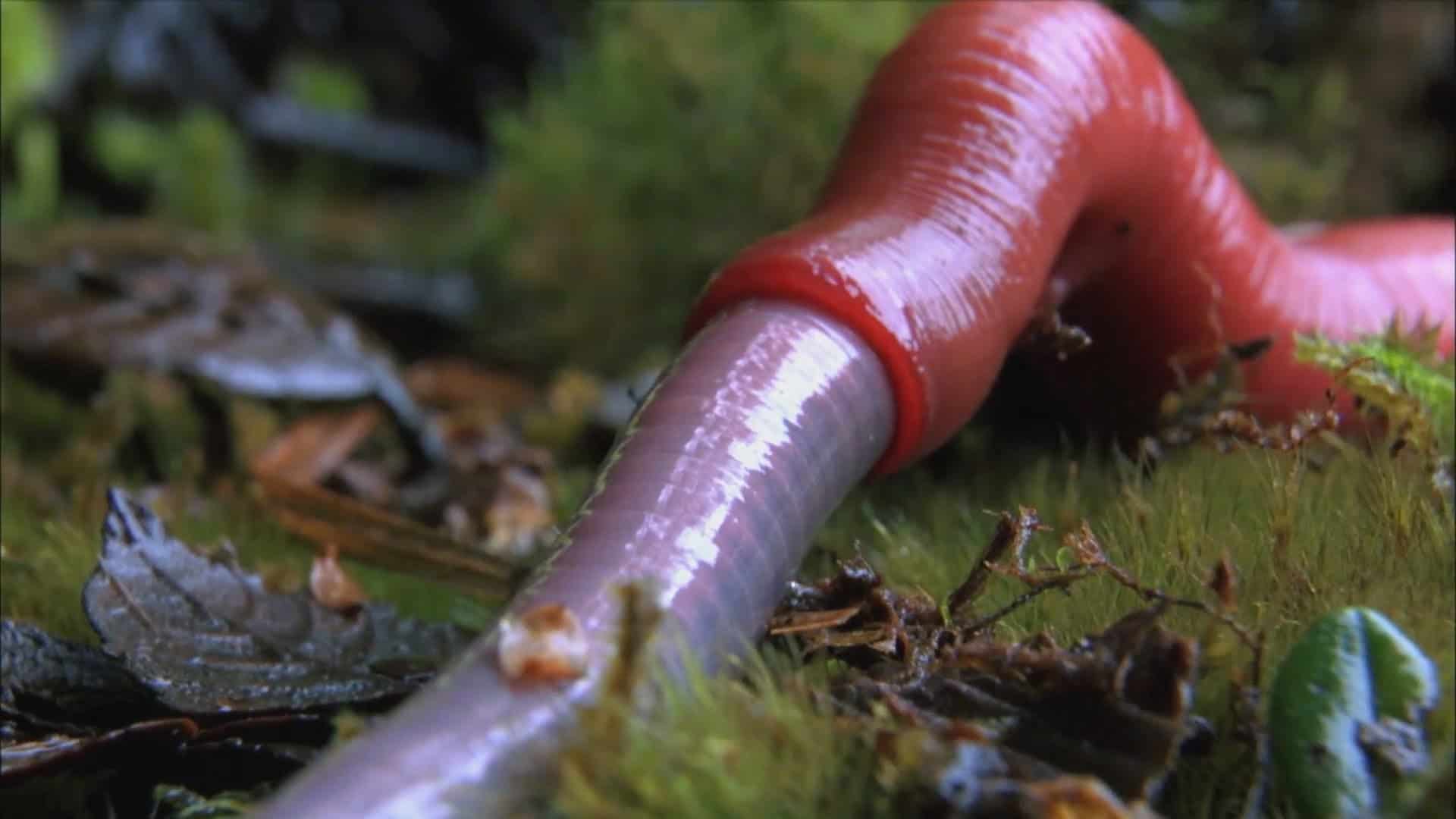 La sanguisuga gigante ingoia un intero verme