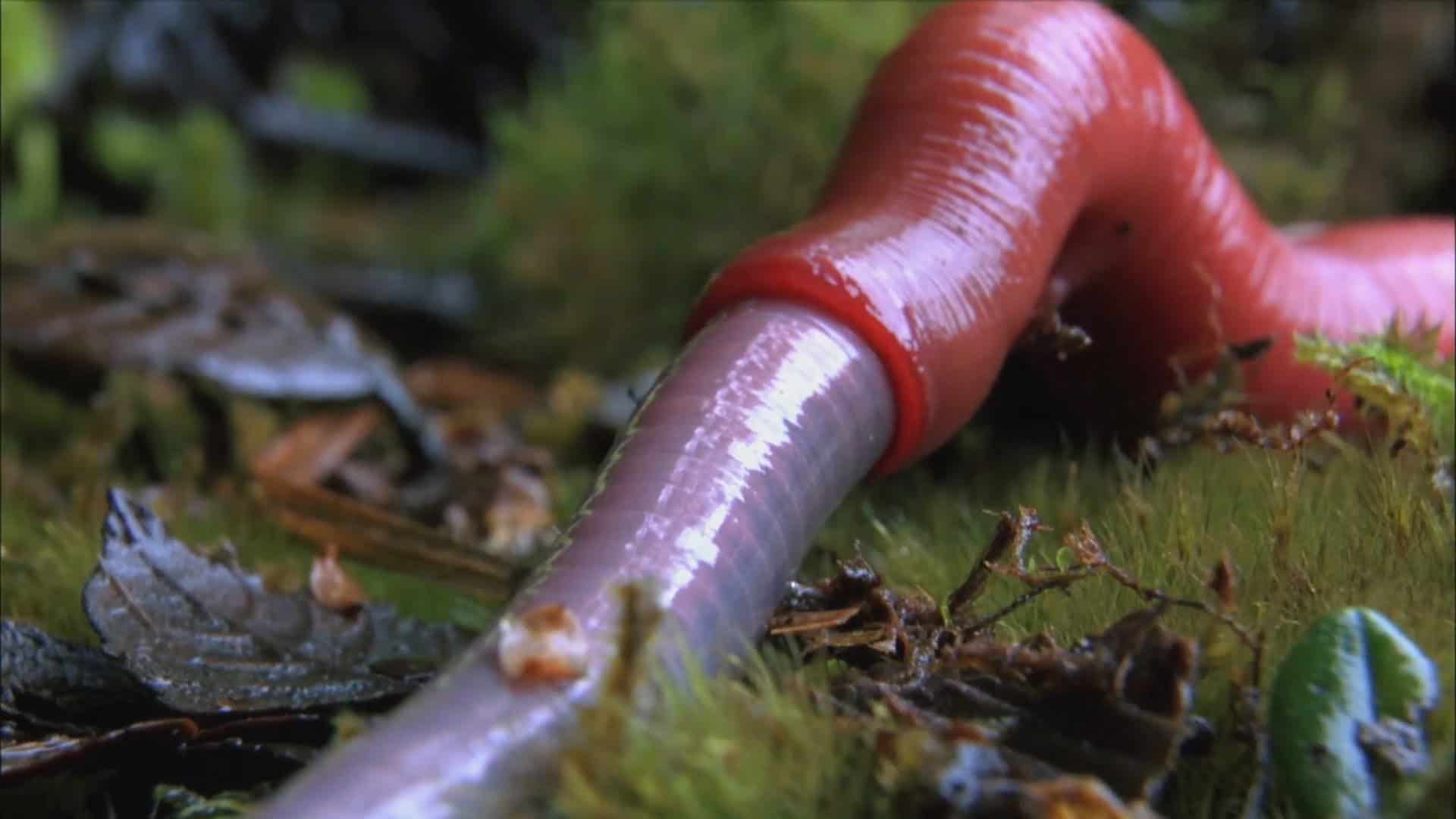 Riesiger Blutegel schluckt einen ganzen Wurm
