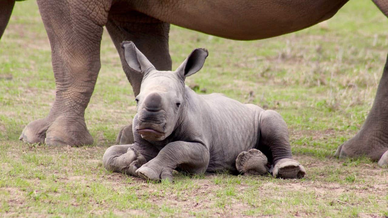 Ringo das Rhinozeros-Baby