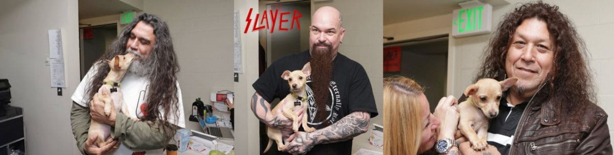 Slayer и Testament обнимаются со щенками