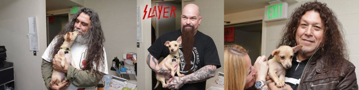 Slayer und Testament kuscheln mit Welpen