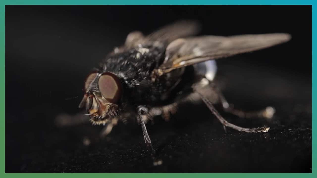 warum es mit dem fliegen erschla