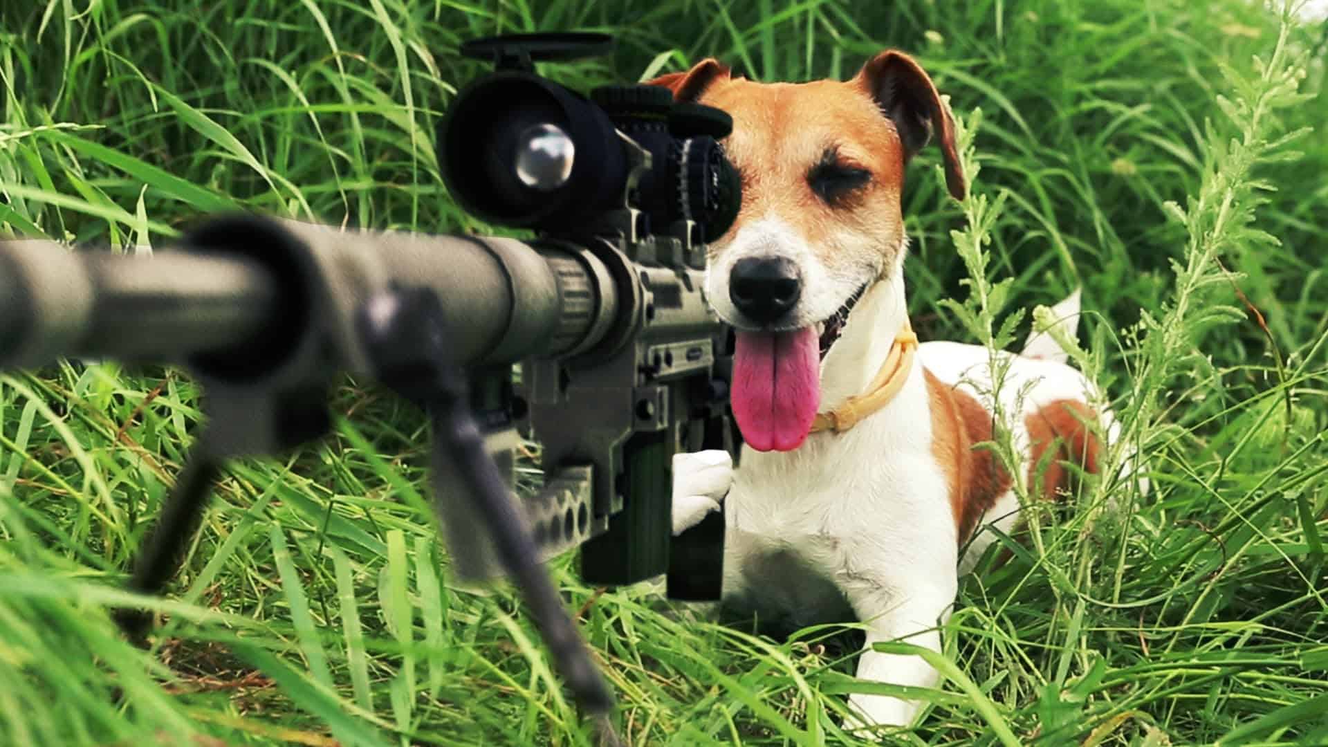 Animals Being Awesome