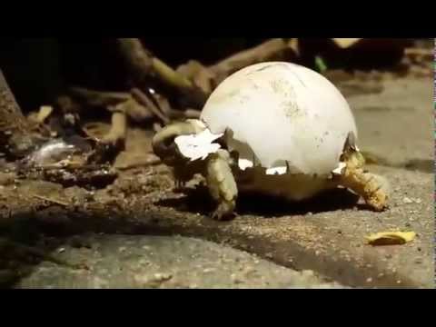 Baby-Schildkröte nutzt Eierschale als Panzer