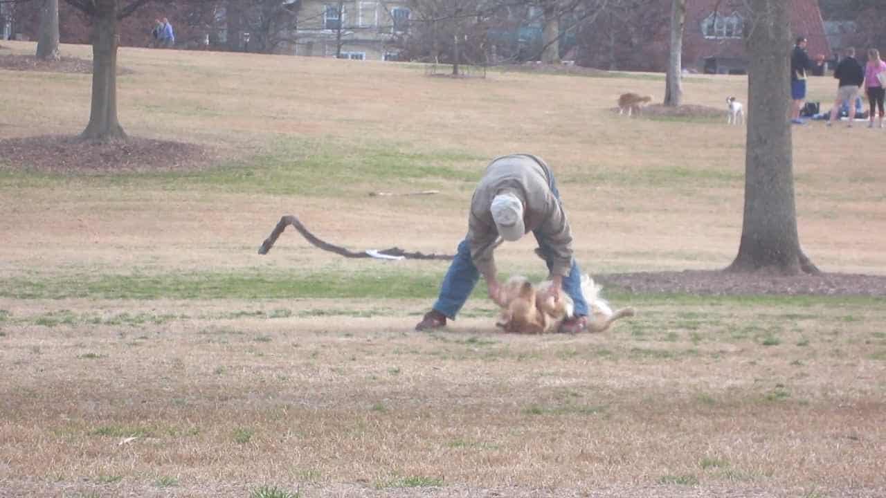 Perro inteligente se hace el muerto en el parque para poder quedarse más tiempo