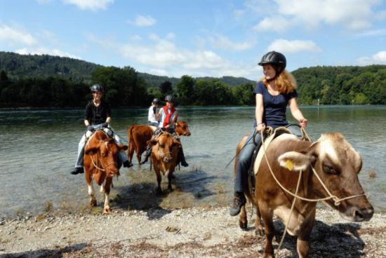 Cow-Trekking