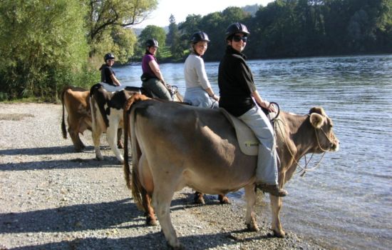Cow-Trekking