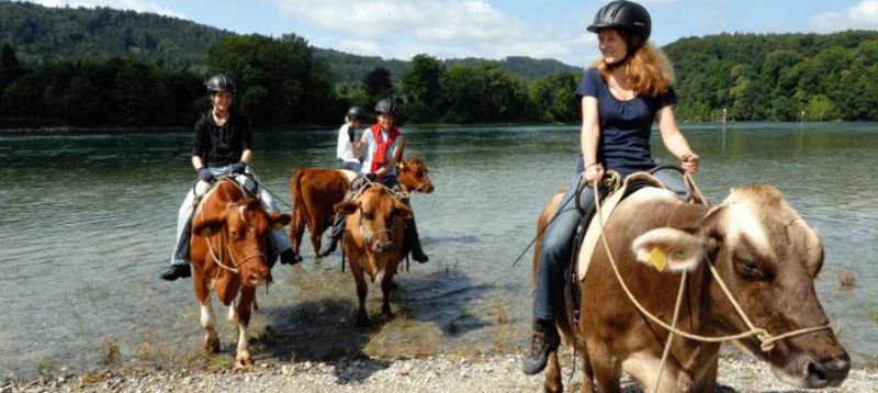 Kuhtrekking: Auf dem Rücken einer Kuh durch die Schweizer Alpen reiten
