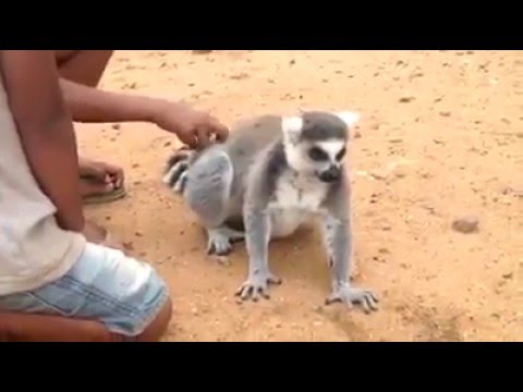 Lemur will gestreichelt werden
