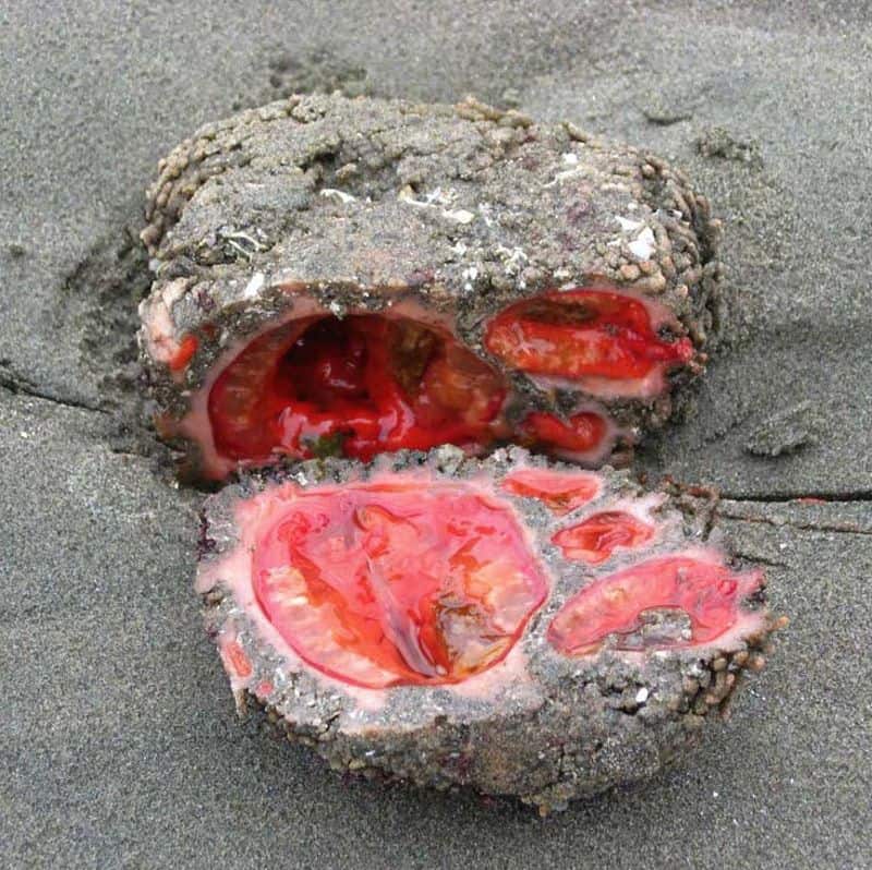 Bizarre "rocks" with blood inside are a delicacy in Chile